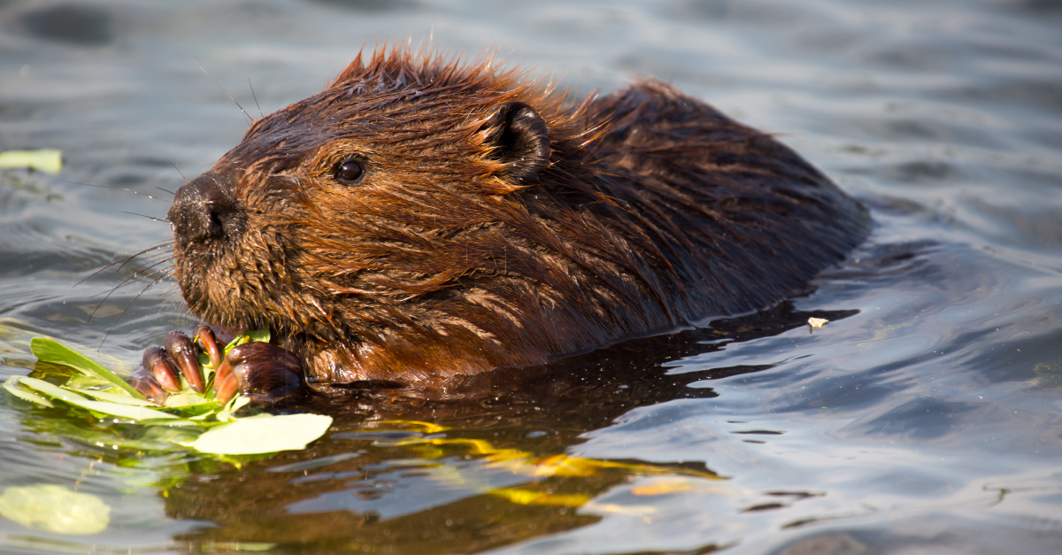 The results are in: Scottish scientists study beaver impact over 12 years