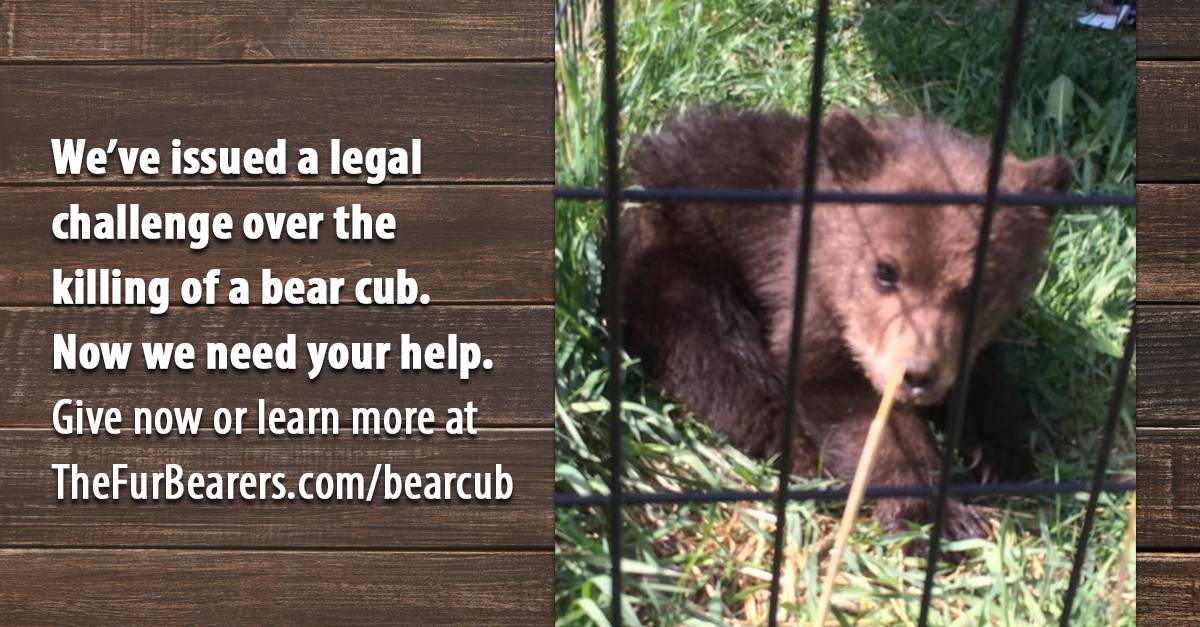 The Fur-Bearers challenge cub killing in judicial review