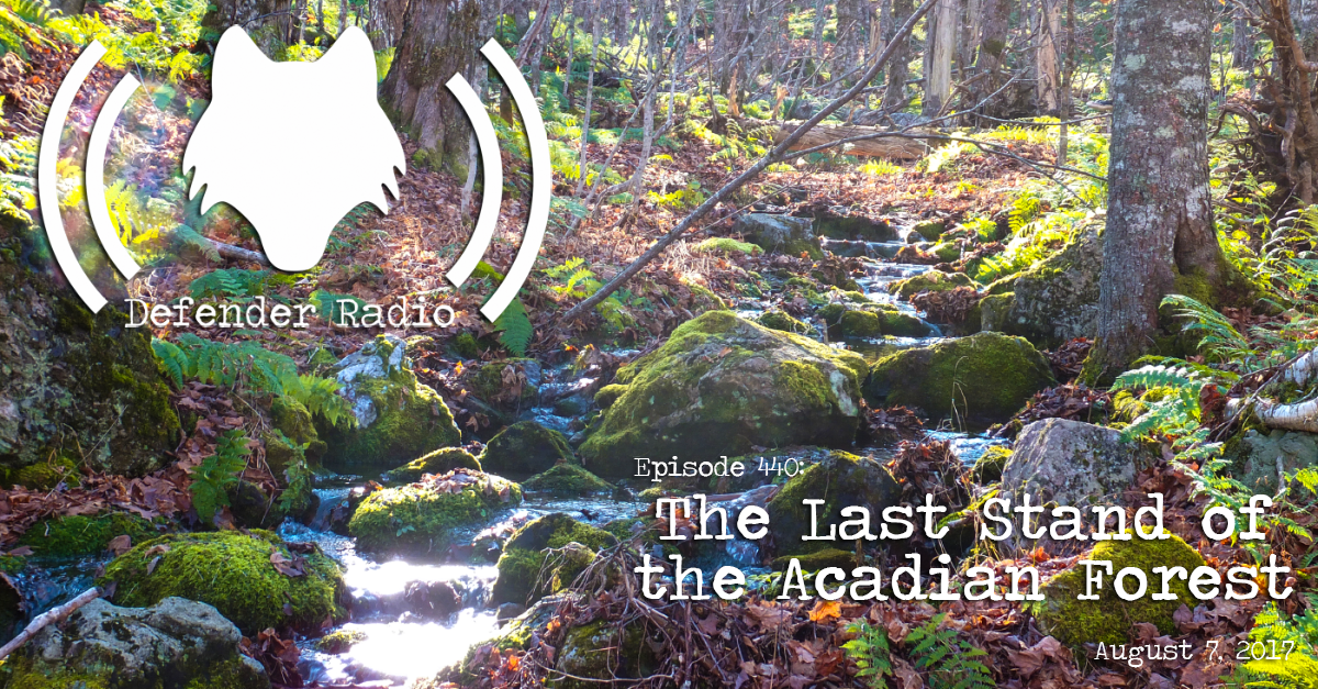 Defender Radio Podcast Episode 440: The Last Stand of the Acadian Forest