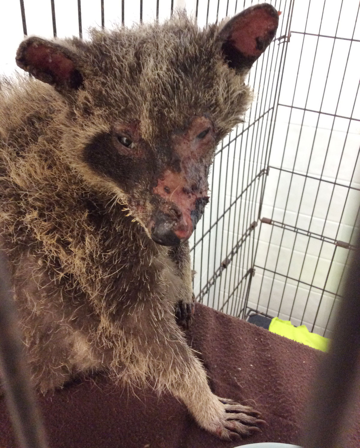 GRAPHIC IMAGES: ,000 reward in case of severely burned raccoon in Barrie
