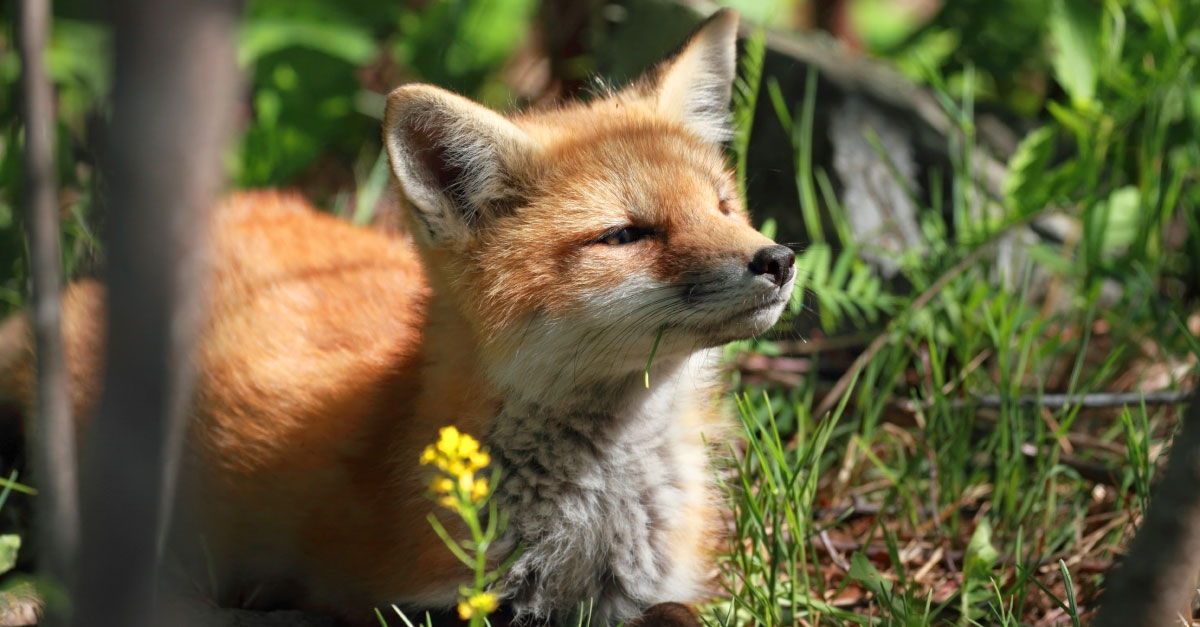 Parks Canada cracking down on PEI fox feedings
