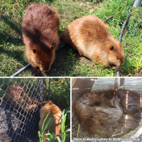 Love at first sight for beavers 16-946 and 17-536 at Alberta Institute for Wildlife Conservation!