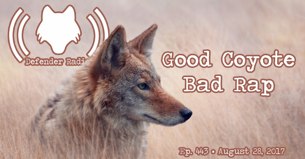 Defender Radio Podcast 443: Good Coyote, Bad Rap