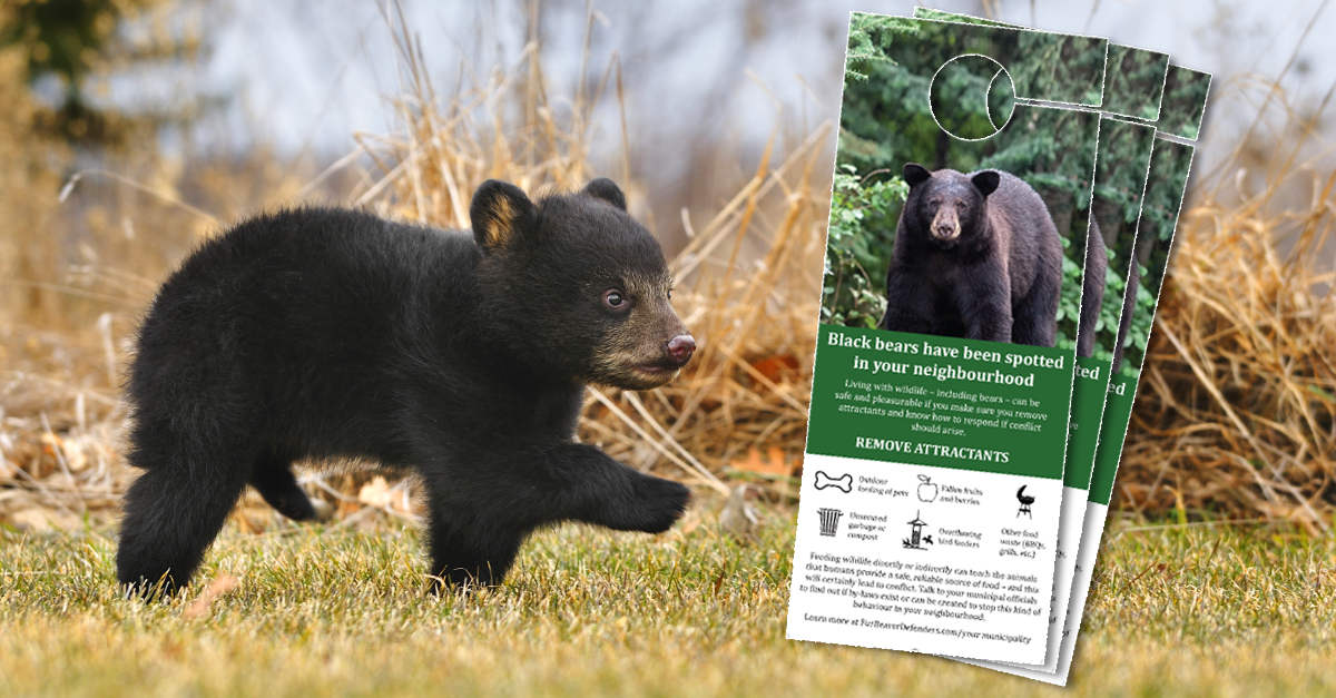 Three ways you’re helping save bears in Coquitlam!