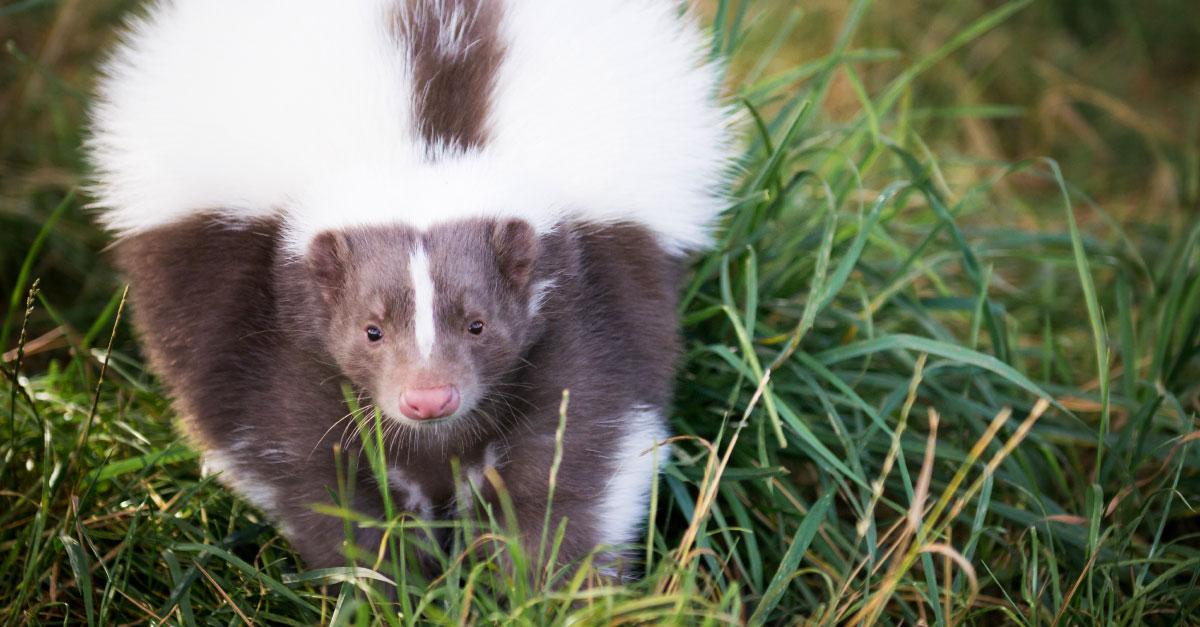 Four easy ways to keep skunks safe in your neighbourhood