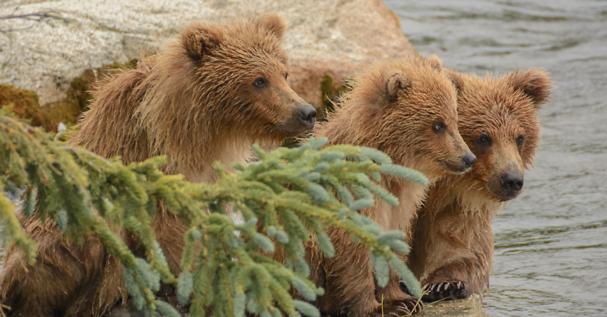 The Conversation needs some more talking points on grizzly bear debate