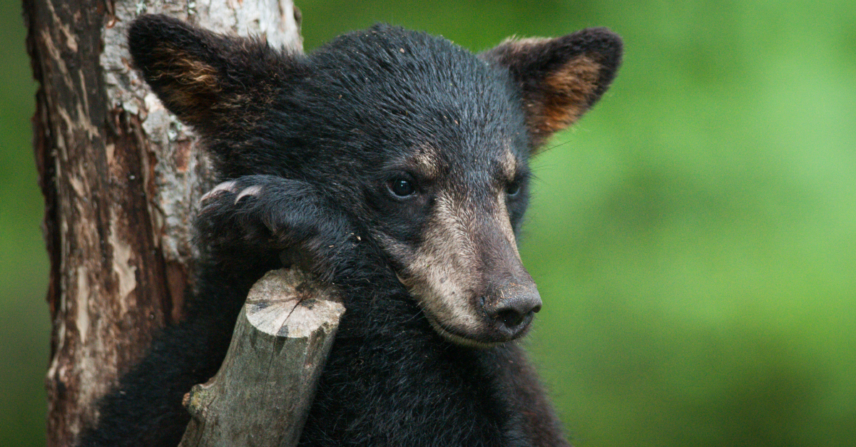 Why we’re at the UBCM, and how you can help black bear cub