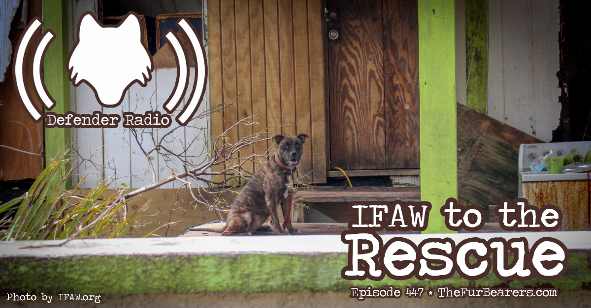 Defender Radio Podcast 447: IFAW to the Rescue