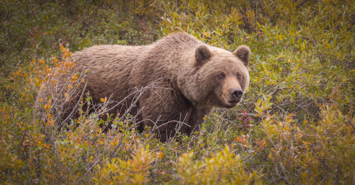 Majority of British Columbians oppose grizzly bear hunt – including hunters