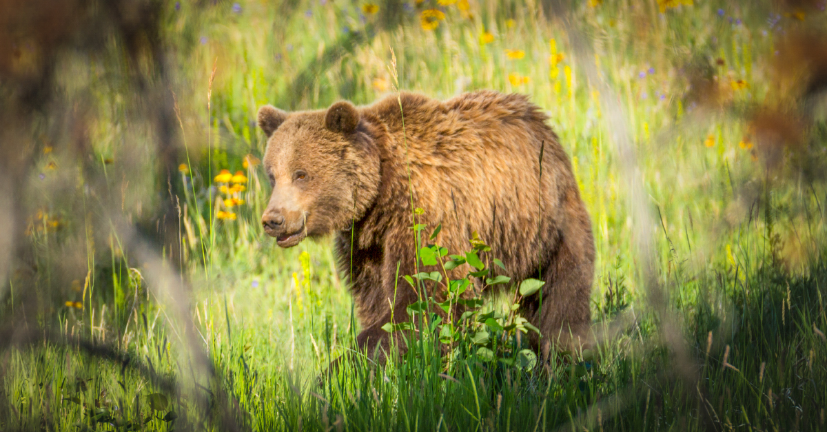 ACTION ALERT: Government accepting comments on grizzly hunt policies