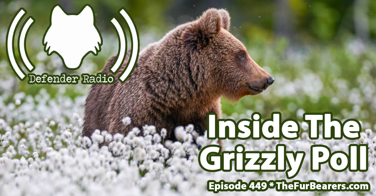 Defender Radio Podcast 449: Inside The Grizzly Poll
