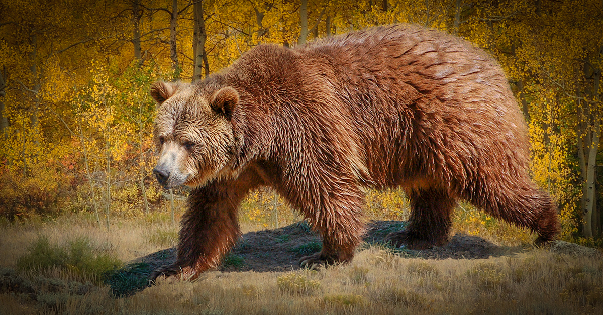 Our letter to the government on grizzly hunting in BC
