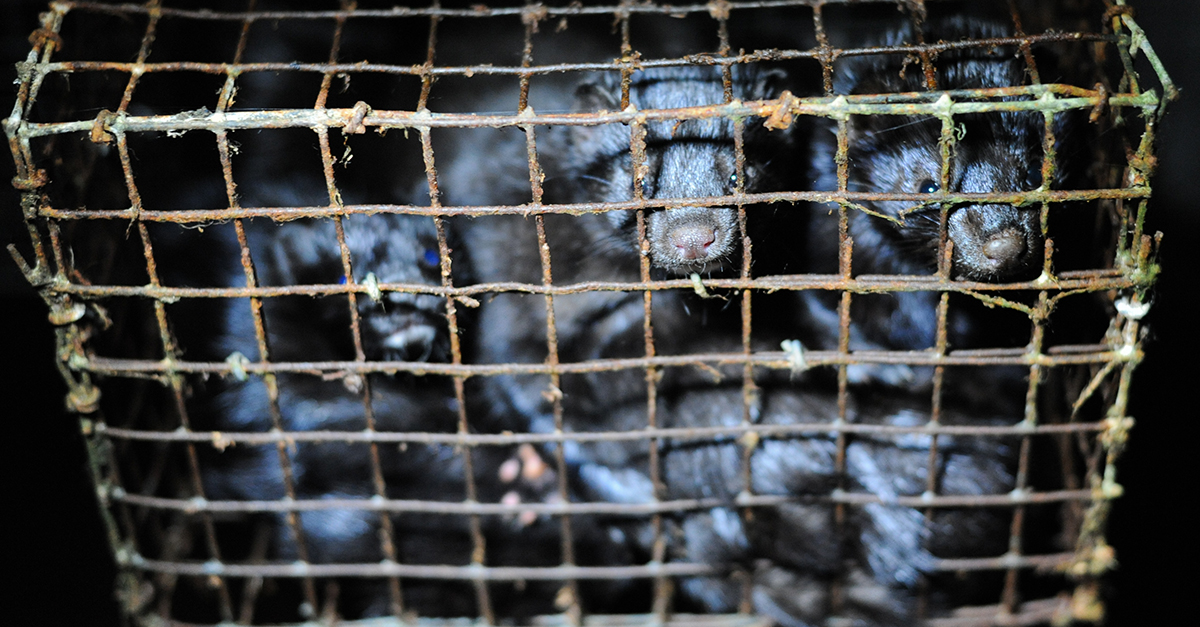 Are fur farms humane and well-regulated?