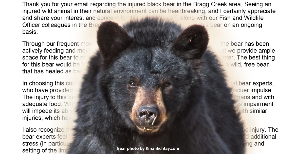OPEN LETTER: Deputy Minister needs to offer more on Bragg Creek bear cub