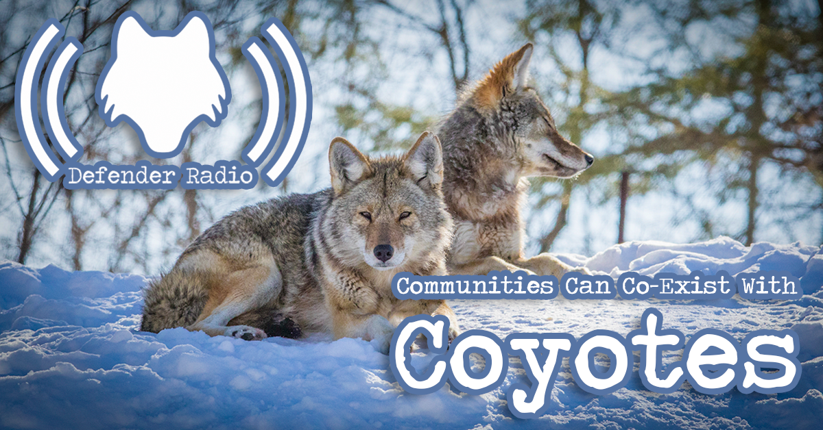 Defender Radio Podcast 501: Communities Can Co-exist With Coyotes
