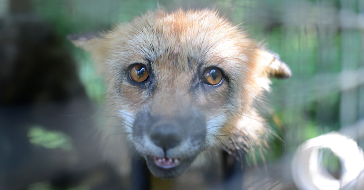 Quebec fur farmer found guilty of animal cruelty - The Fur-Bearers