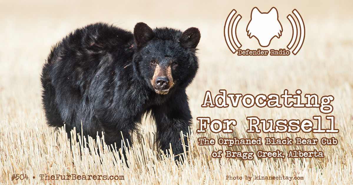 504: Advocating For Russell The Orphaned Black Bear Cub of Bragg Creek, Alberta 