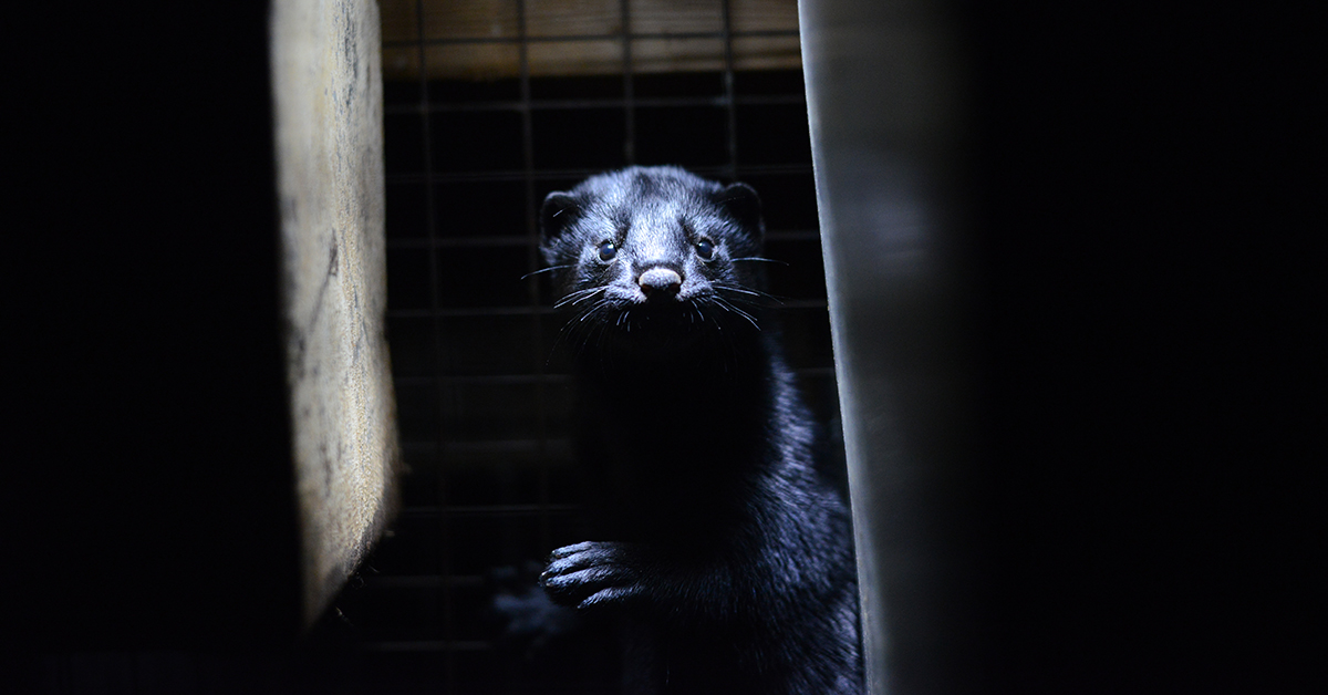 New research verifies farmed mink are bored