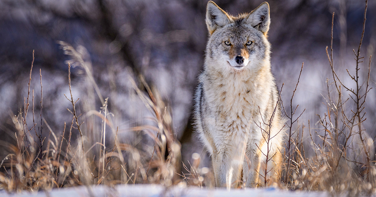 More unanswered questions than facts in CTV report on coyote conflict