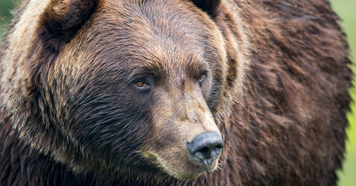 VICTORY: Grizzly bear hunt to end in British Columbia