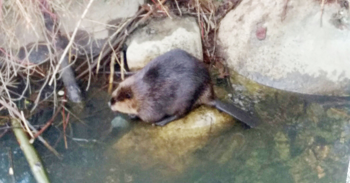 Port Moody beaver plan leaves baby beaver dead