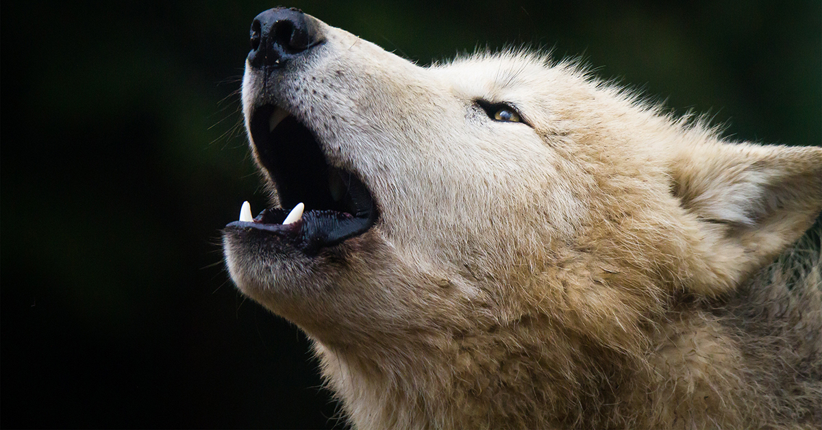 ACTION ALERT: Government proposes extension of wolf trapping on Vancouver Island