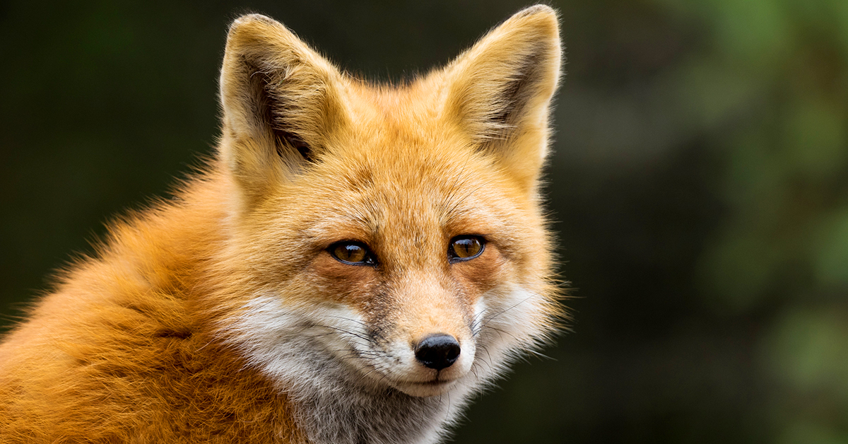 VICTORY: Norway to ban fur farms!