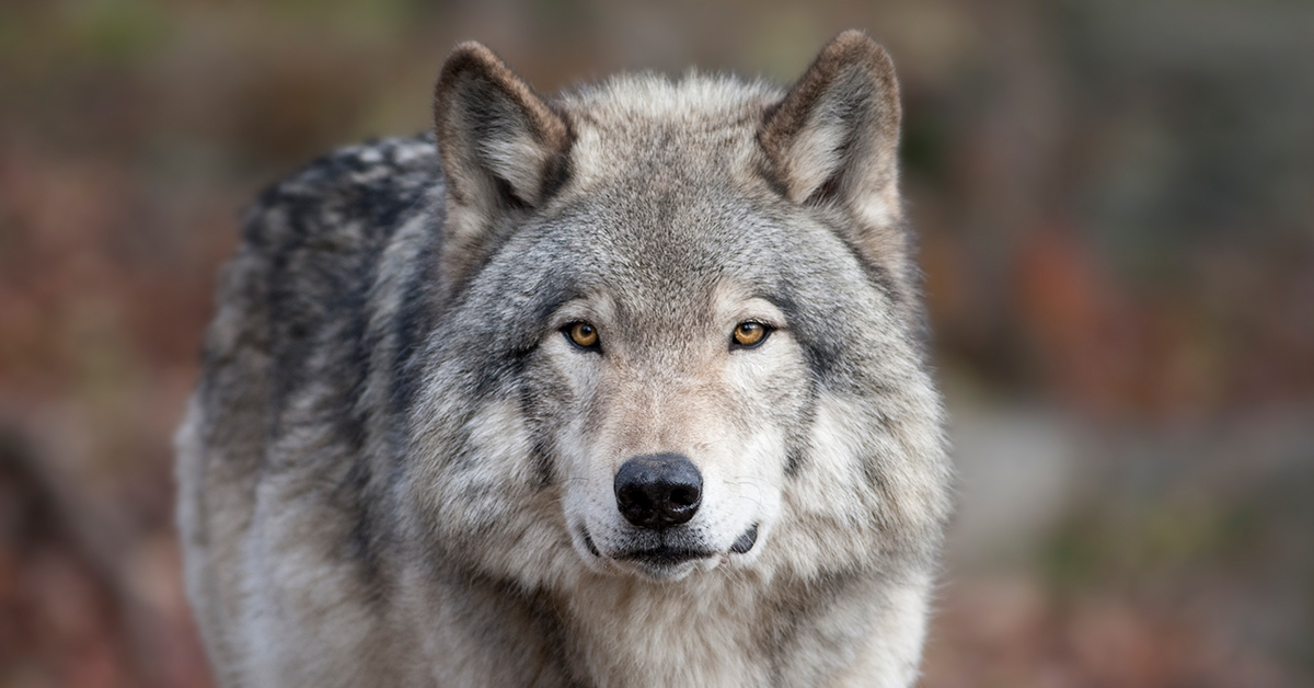 OPEN LETTER: Minister Donaldson, there are major problems with this wolf trapping proposal
