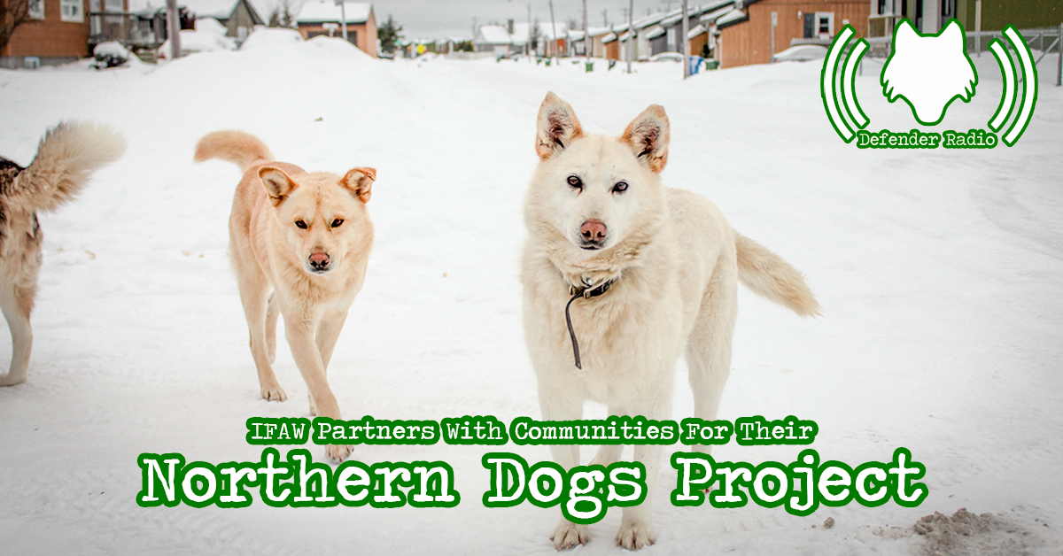 Defender Radio Podcast IFAW Partners With Communities For Their Northern Dogs Project