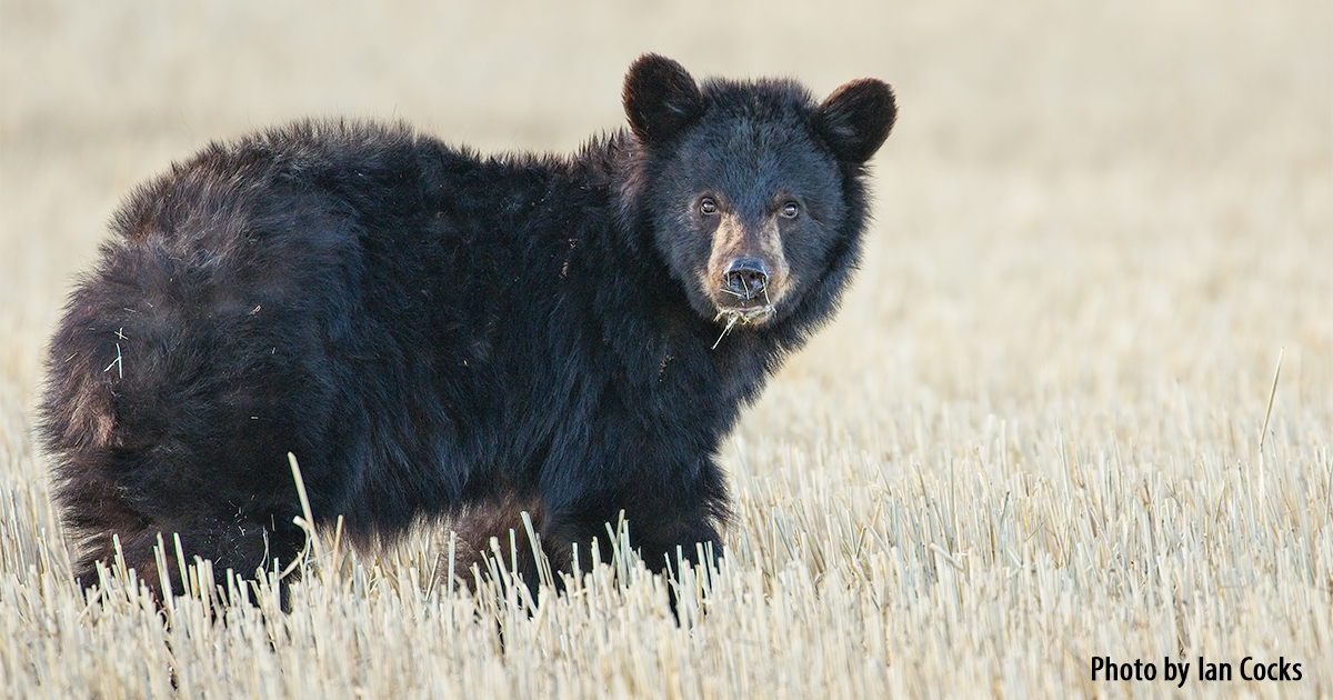 TAKE ACTION: Protect Russell and other orphaned or injured animals in Alberta