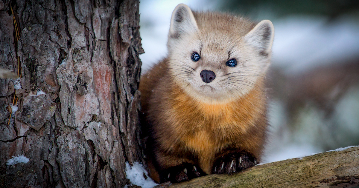 Four ways to help the animals on Fur-Free Friday