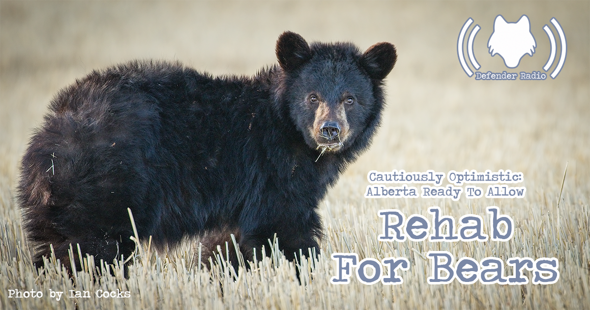 Defender Radio Podcast Cautiously Optimistic: Alberta Ready To Allow Rehab For Bears