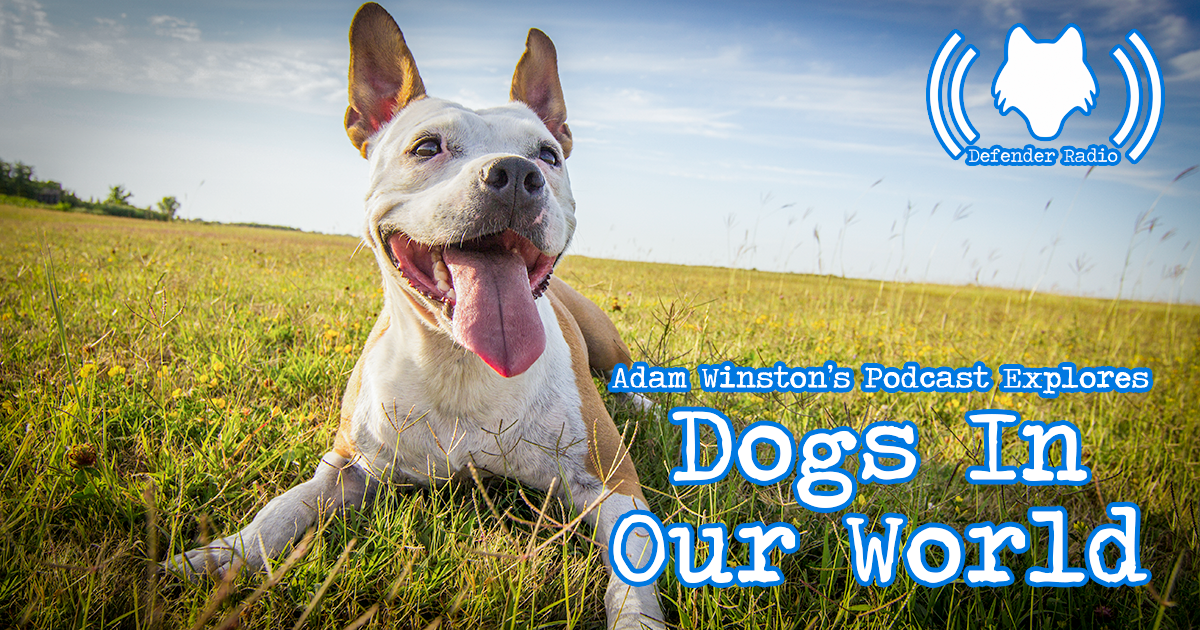 Defender Radio Podcast Adam Winston’s Podcast Explores Dogs In Our World