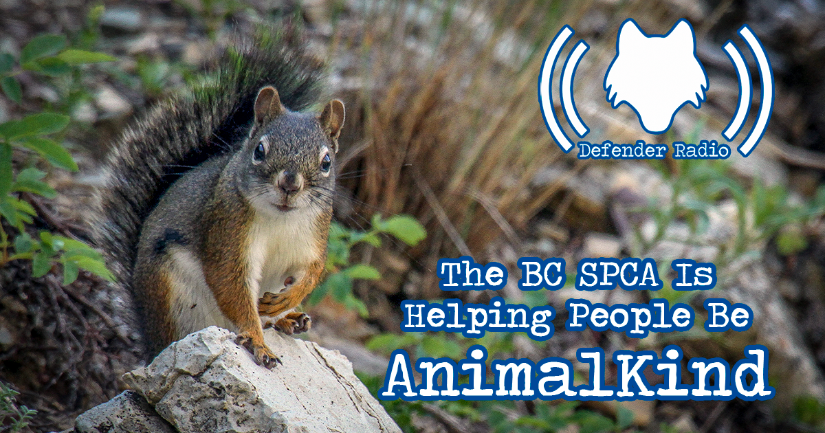 Defender Radio Podcast 517 The BC SPCA Is Helping People Be AnimalKind