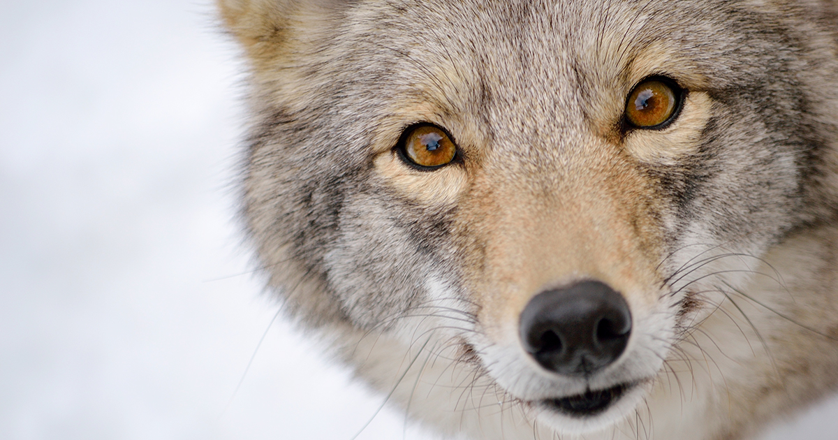 ACTION ALERT: Say NO to Coyote Trapping in Montréal