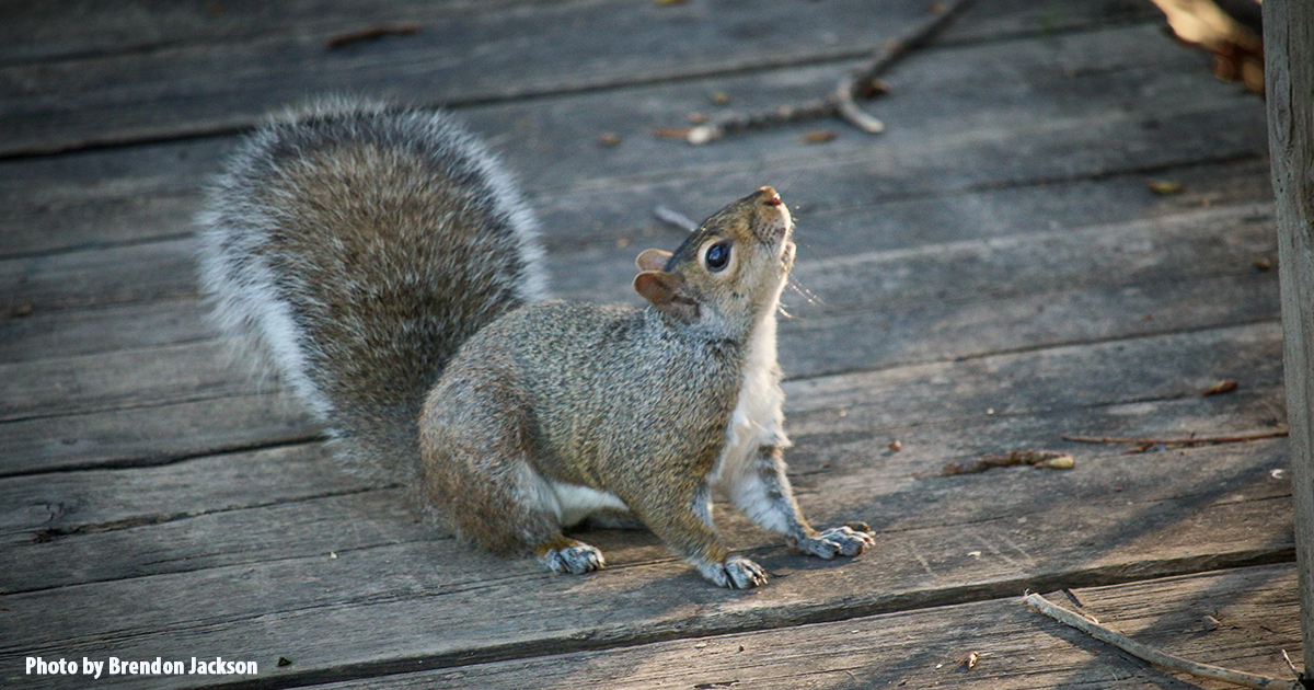 Squirrel at LaSalle Park by Brendon Jackson