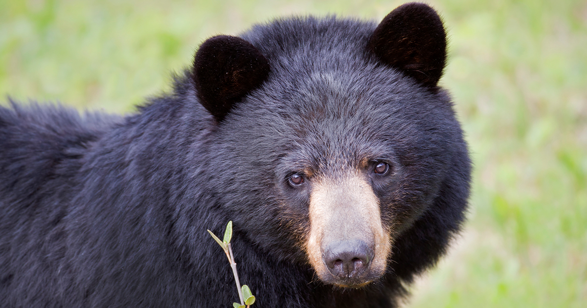 OPEN LETTER: CBC headline and article mislead readers and tell an inaccurate story of bear encounter