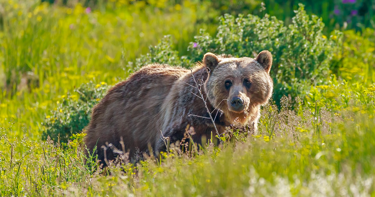 Media analysis: are bear encounters dangerous?