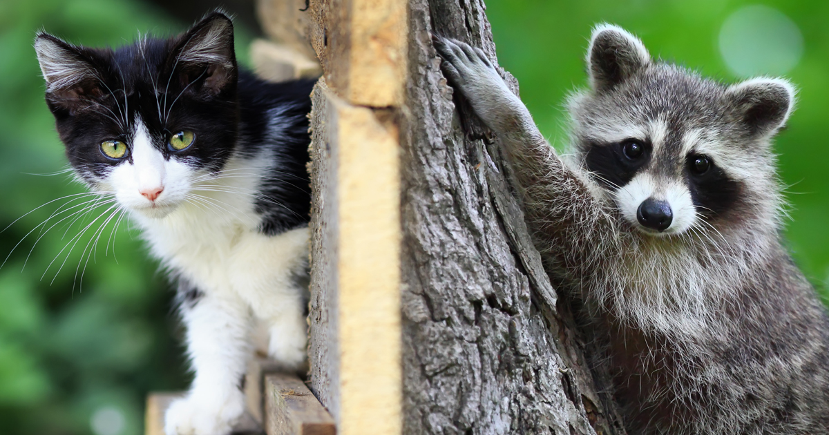 Three ways to co-exist with raccoons and cats