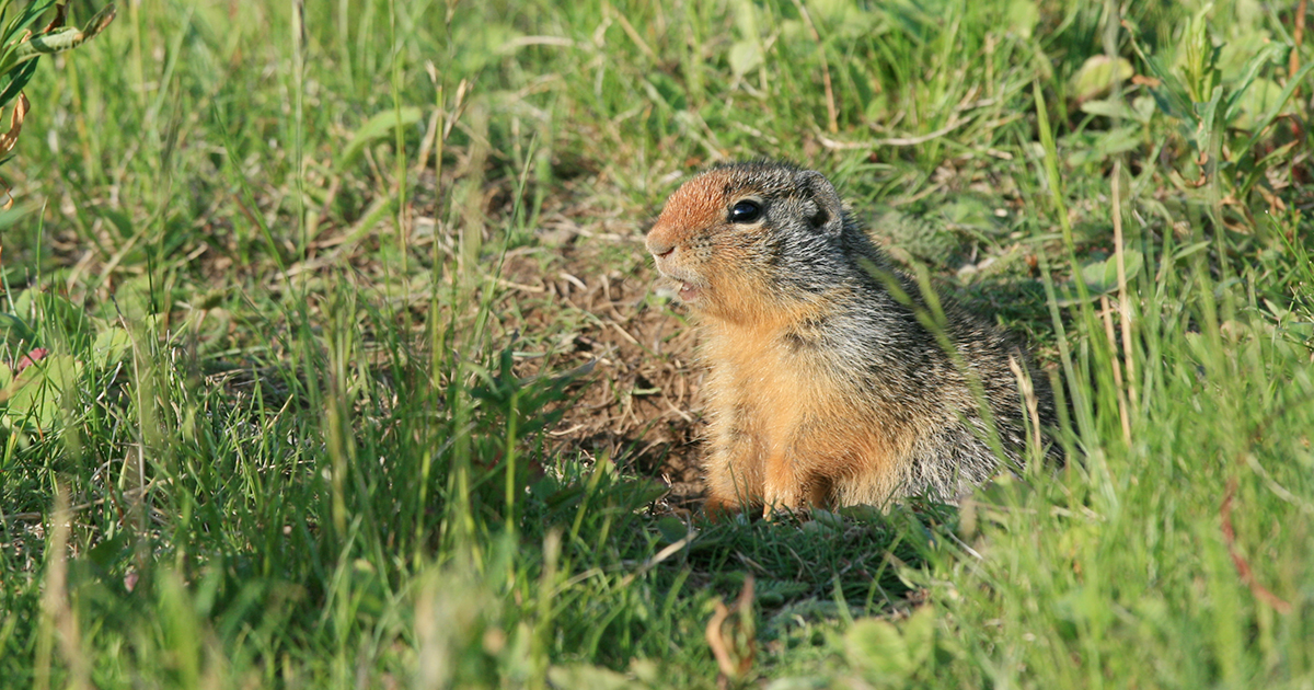 ACTION ALERT: Tell Canada to outlaw strychnine poison for ground squirrels