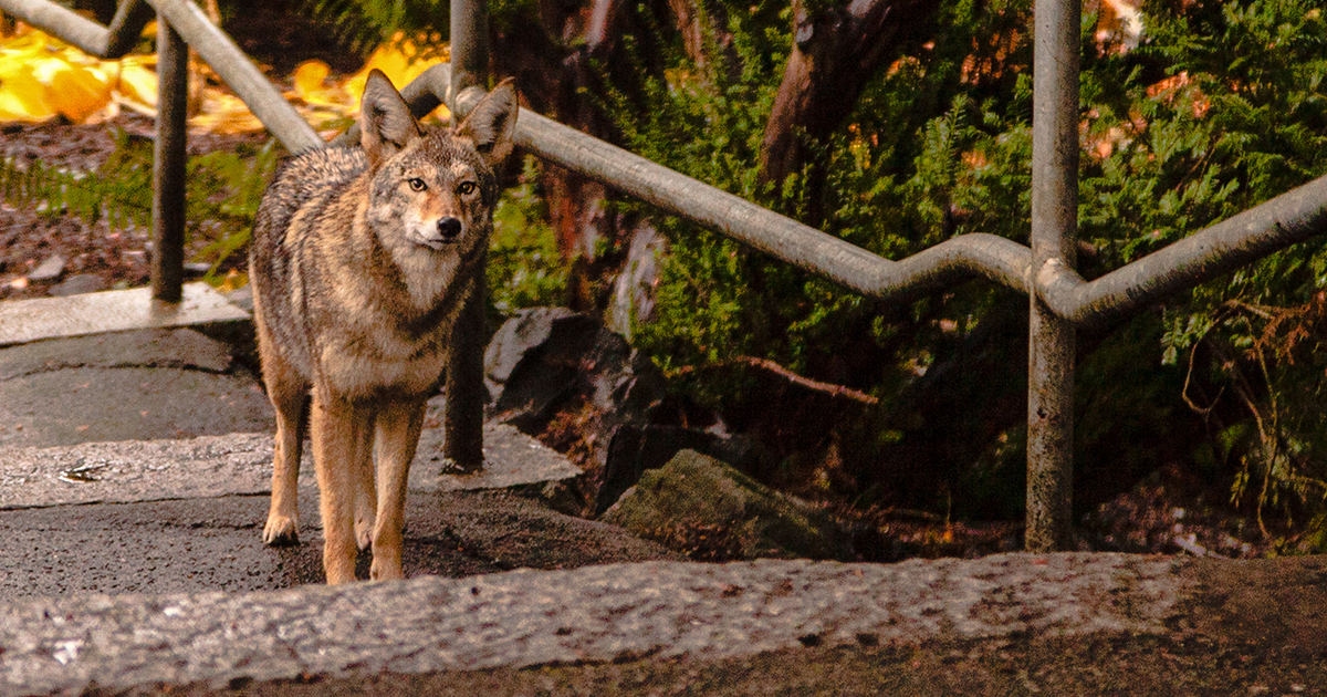 Coyotes and wildlife as political pawns 