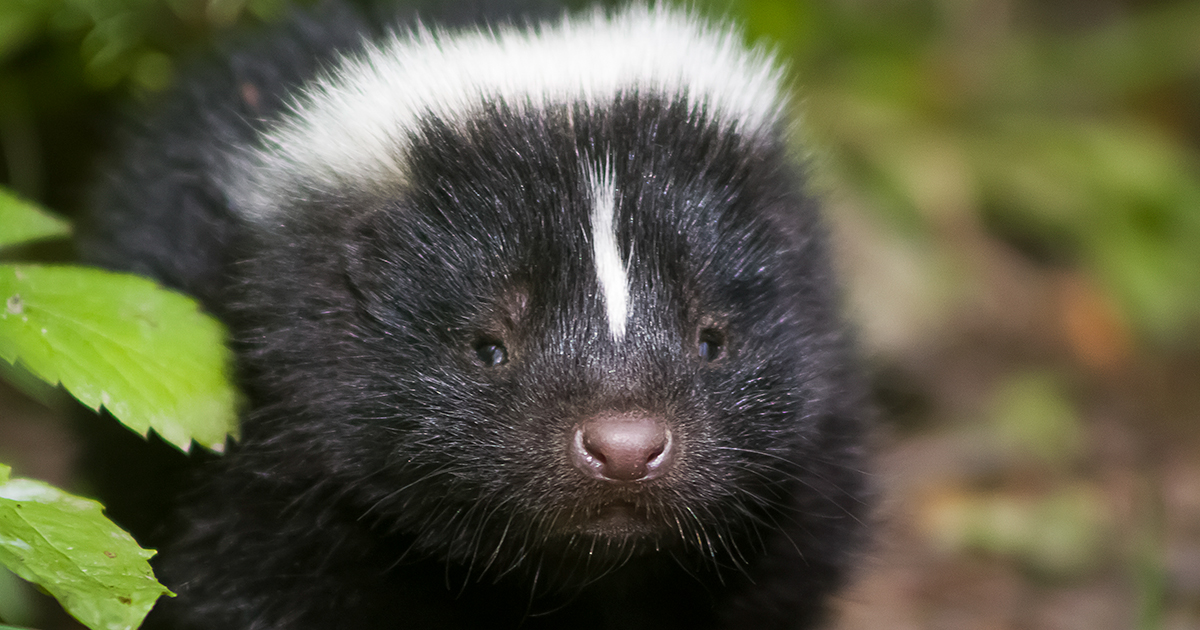 Four quick ways to keep neighbourhood skunks safe