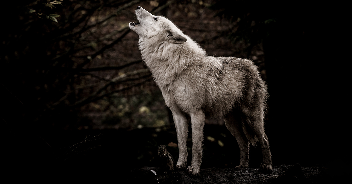 ACTION ALERT: Wolves being killed instead of addressing real Bighorn ...
