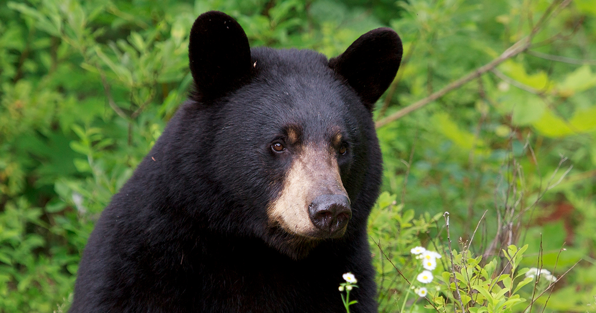 Bear who fell to death prompts complaint against COS