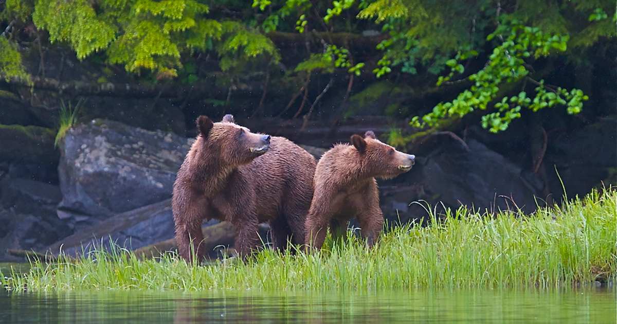 Take a Trip to the Great Bear Rainforest and support The Fur-Bearers!