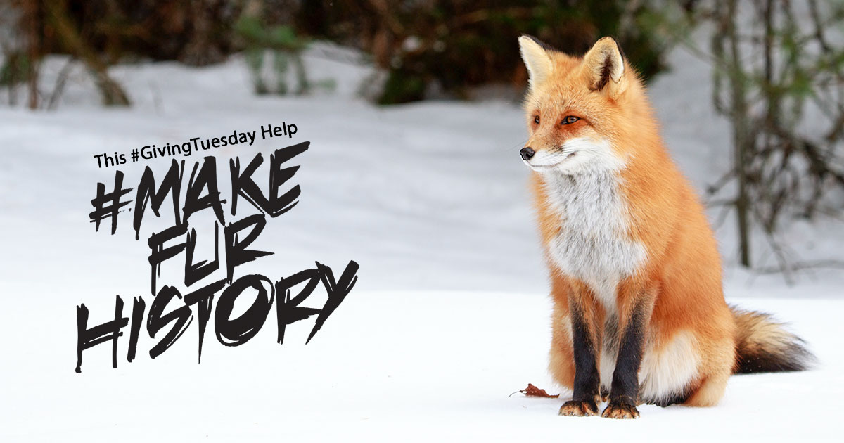 This Giving Tuesday Help #MakeFurHistory
