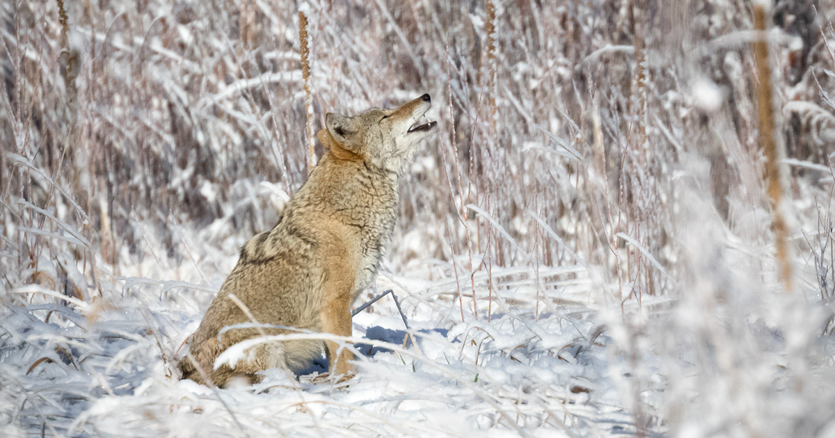 DISTURBING CONTENT: Cruelty to coyote captures Canadian media’s eye