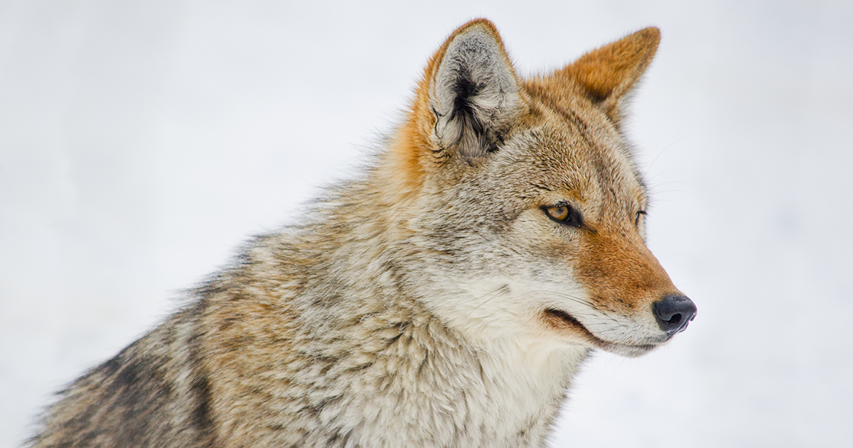 UBC and Stanley Park Ecology Society seeking residents to aid coyote deterrent research
