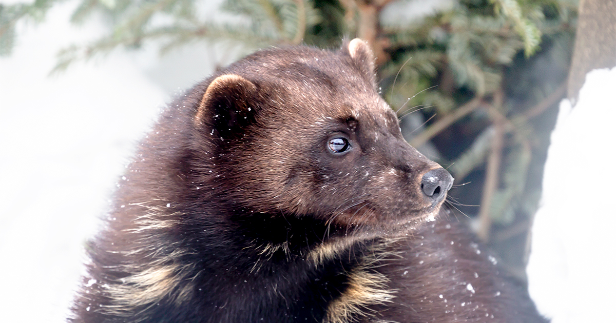 By-catch wolverine shows trapping regulation flaws