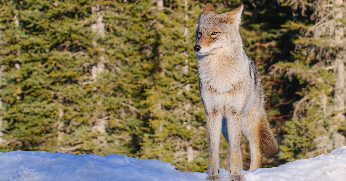 Ontario coyote loses two feet to snare